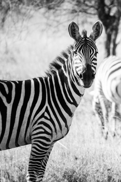 istock Zebra in Tanzania 1331919952