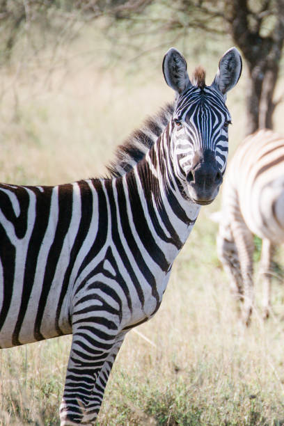 istock Zebra in Tanzania 1331919979