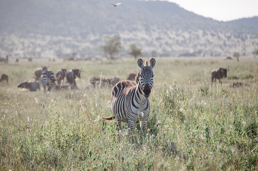 Zebras in Tanzania. Zebra herd in the Serengeti. Zebras in Ngorongoro Crater. African zebras. Ungulates in Africa.