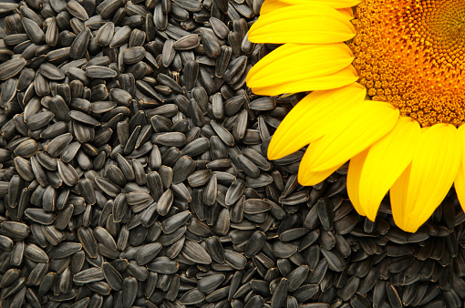 Black sunflower seeds with sunflower. Summer background. Top view