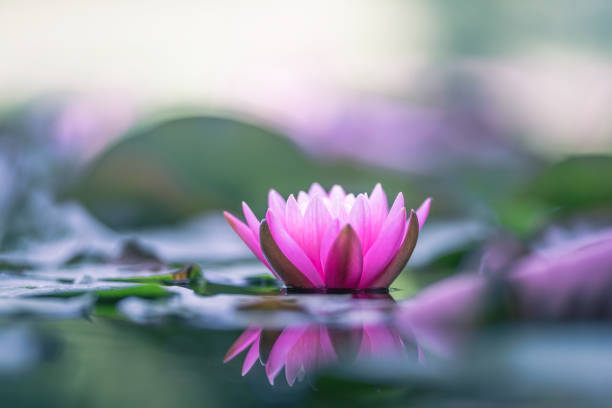 istock Pink lotus flower or water lily selective focus 1331920840