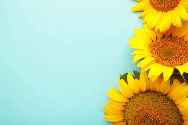 istock Beautiful fresh sunflowers on blue background. Flat lay, top view, copy space. Autumn or summer Concept, harvest time, agriculture. Sunflower natural background. 1331921028