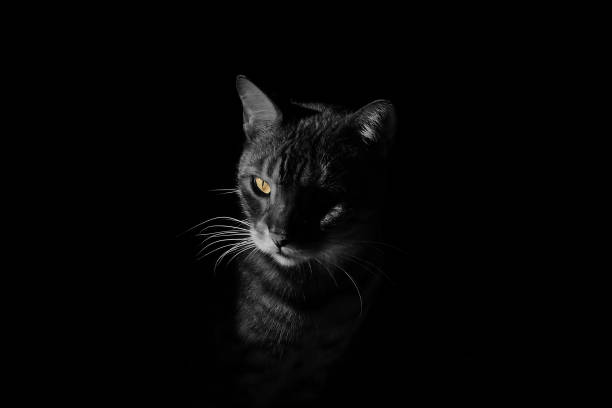 istock a bengal cat with yellow ayes 1331921040