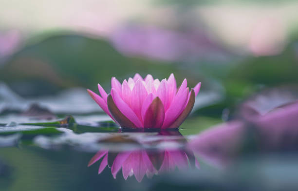 istock Pink lotus flower or water lily selective focus 1331921160
