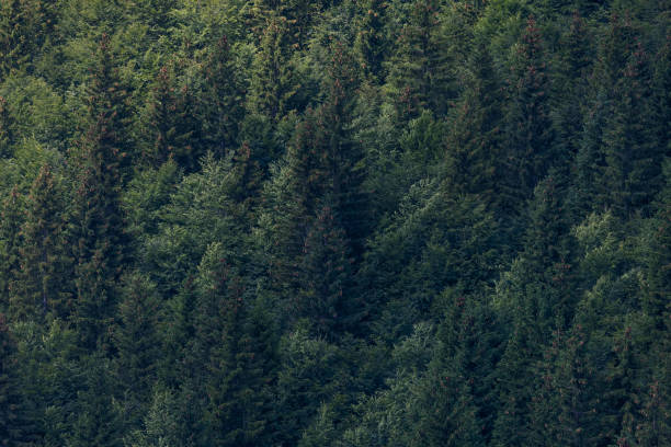 istock Forests, lungs of our planet. Afforestation for better future. 1331922309