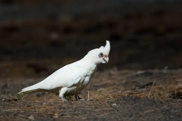 Little Corella with erect crest  takes a walk on the forest floor, isolated shallow depth of field, landscape orientation.