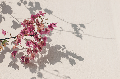 Closeup of blooming pink Bouganvillea glabra flowers. Climbing plant, white wall in golden sunset light. Decorative floral background. Leaves and branches shadows, empty copy space. Summer banner.