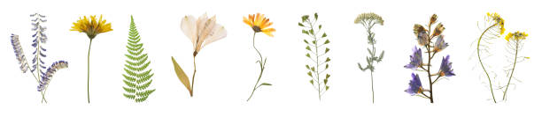 zestaw z pięknymi suszonymi kwiatami łąkowymi na białym tle. projekt baneru - fern leaf isolated flat zdjęcia i obrazy z banku zdjęć