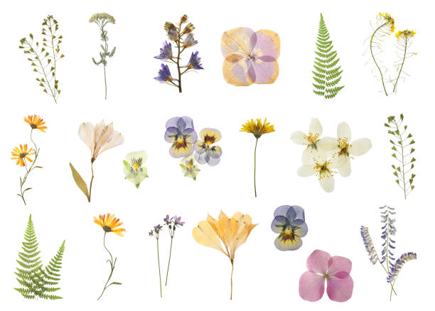 conjunto com lindas flores de prado seco em fundo branco - fern leaf isolated flat - fotografias e filmes do acervo