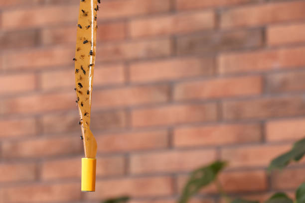 Sticky insect tape with dead flies indoors, space for text