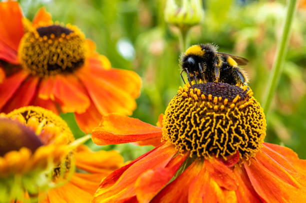 istock One bumblebee collecting pollen from a flower 1331924480