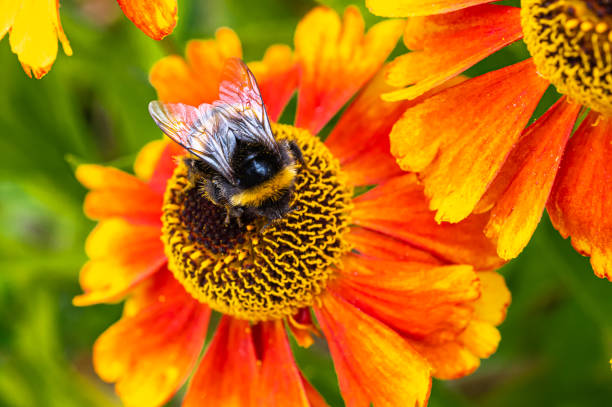 istock Bumblebee collecting pollen from a flower 1331924517