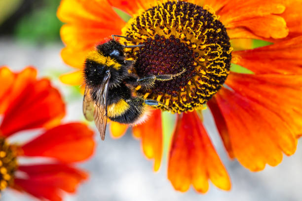 A buff tailed bumblebee collecting pollen from a bright orange garden flower in Scotland