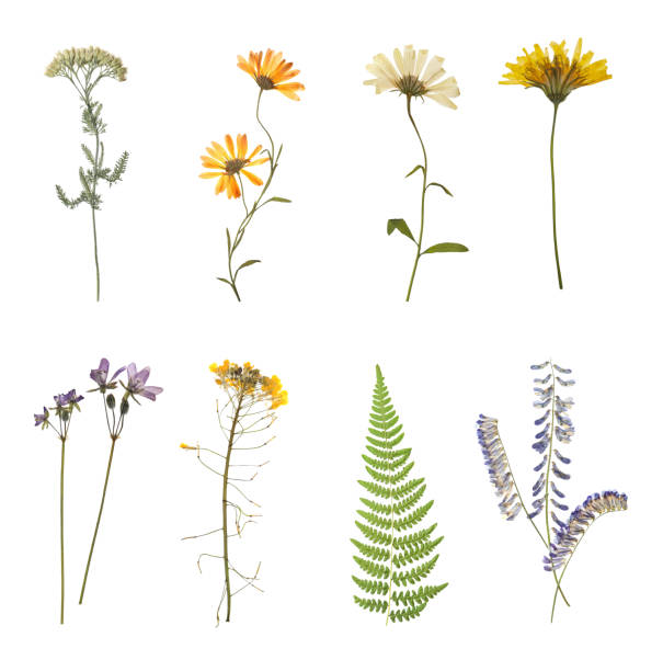 istock Set with beautiful dried meadow flowers on white background 1331924682