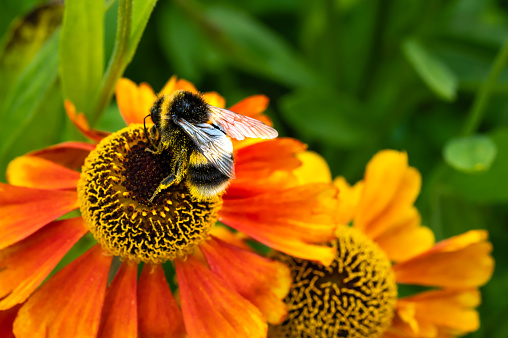 A closeup of a bumblebee alighting on a thistle against a green background.