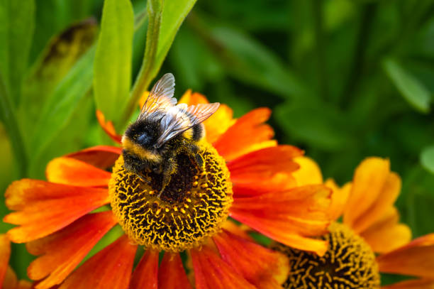 istock One bee collecting pollen from a garden flower 1331924792