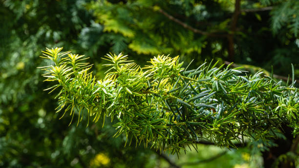 Beautiful branches of yew Taxus baccata Fastigiata Aurea (English yew, European yew) with bright green foliage with yellow stripes against blurred background of evergreens. Close-up. Nature for design Beautiful branches of yew Taxus baccata Fastigiata Aurea (English yew, European yew) with bright green foliage with yellow stripes against blurred background of evergreens. Close-up. Nature for design taxus baccata fastigiata stock pictures, royalty-free photos & images