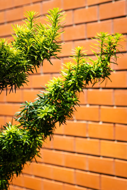 Beautiful branches of yew Taxus baccata Fastigiata Aurea (English yew, European yew) with new bright green foliage with yellow stripes on blurred brick wall background. Close-up. Nature for design Beautiful branches of yew Taxus baccata Fastigiata Aurea (English yew, European yew) with new bright green foliage with yellow stripes on blurred brick wall background. Close-up. Nature for design taxus baccata fastigiata stock pictures, royalty-free photos & images