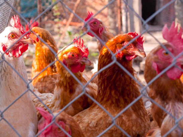 istock Chickens enclosed in a fence. 1331928718