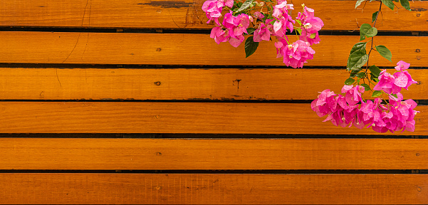 orange wood plank with bougainvillea flower or paperflower. Use as textured background, frame, banner, decoration with copy space. Selective focus.