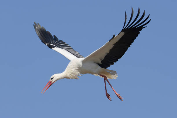 istock Beautiful stork in flight landing. 1331929468