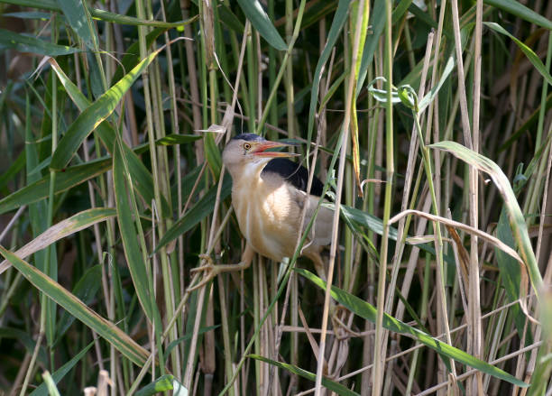 istock From the life of little bittern 1331929552