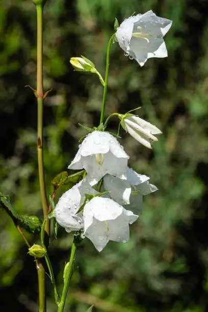 White flowers of Campanula persicifolia (peach-leaved bellflower) on blurred background. Selective focus. Close-up of delicate white petals with rain drops. Nature concept for design.