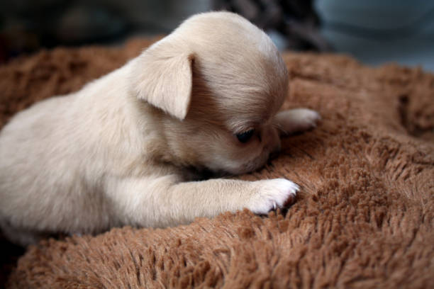 istock Chihuahua Small Dog Puppy 1331929700