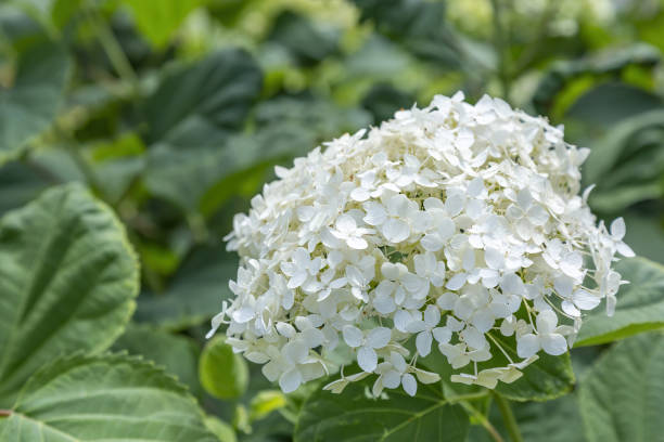 istock Summer flowering of the Hydrangea Paniculata plant 1331929798