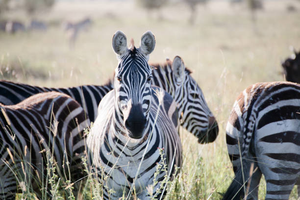 istock Zebra in Tanzania 1331930028