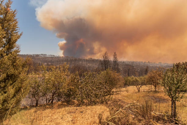 istock Forest fire in Manavgat, Antalya, Turkey 1331930031