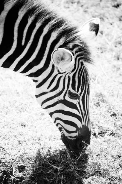 istock Zebra in Tanzania 1331931044