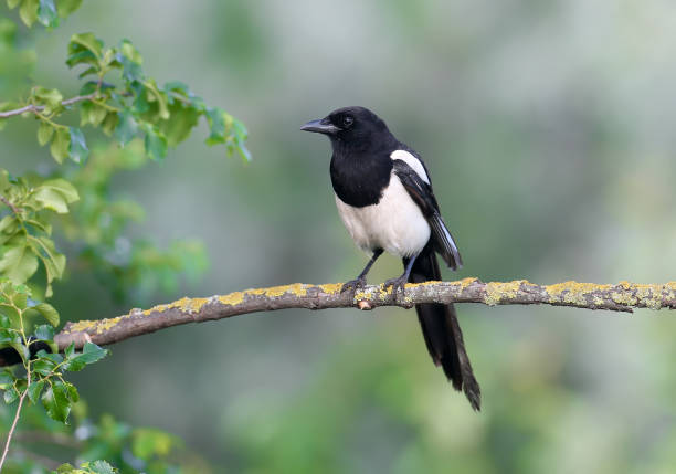 istock adult common magpie 1331931264