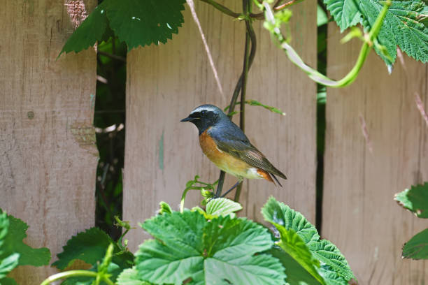 Male The common redstart (Phoenicurus phoenicurus) portrait The male The common redstart (Phoenicurus phoenicurus) is photographed in close-up sitting on a thin branch of a green climbing plant male common redstart phoenicurus phoenicurus stock pictures, royalty-free photos & images