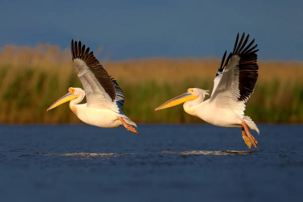 istock About the life of white pelicans 1331931500