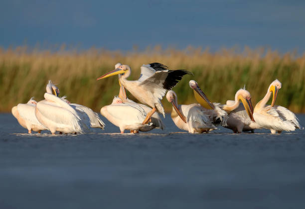 istock About the life of white pelicans 1331931513
