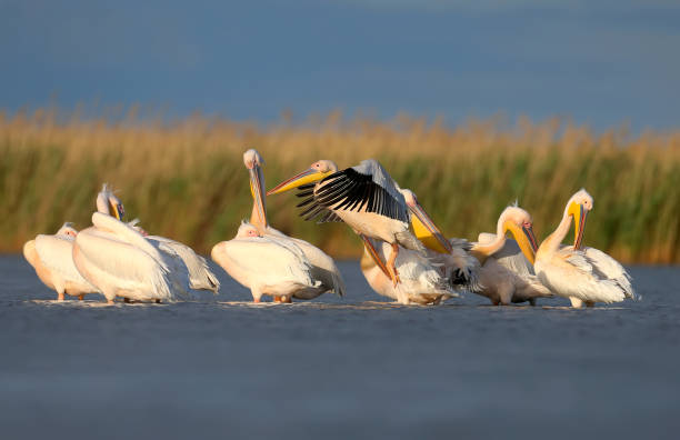 istock About the life of white pelicans 1331931514