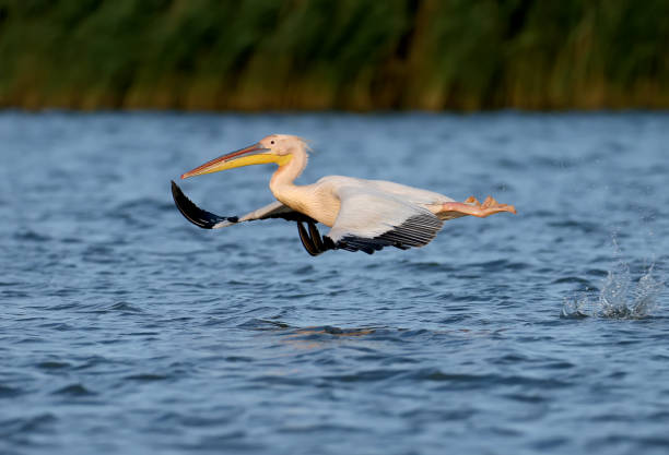 istock About the life of white pelicans 1331932263