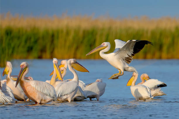 istock About the life of white pelicans 1331932271