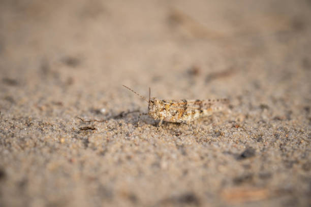 the grasshopper is hiding in the hot sand, incredible wildlife