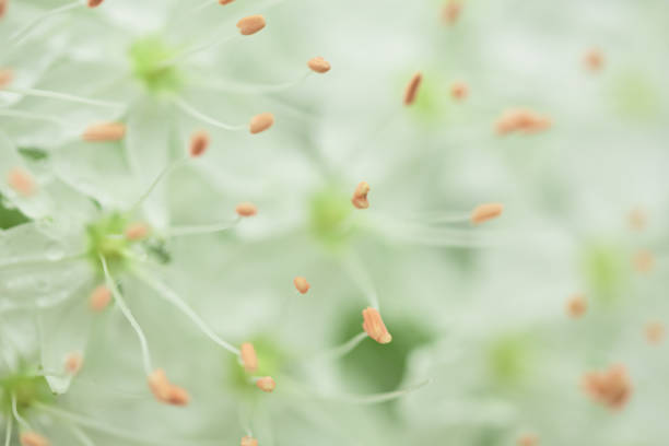 abstract floral backdrop of white flowers. soft focus for spring or summer time.