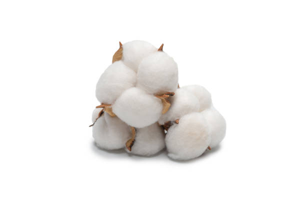 istock Cotton flower branch isolated on white background. 1331934930