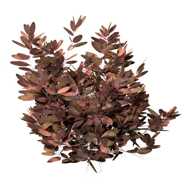istock 3D illustration sage plant on white 1331935817