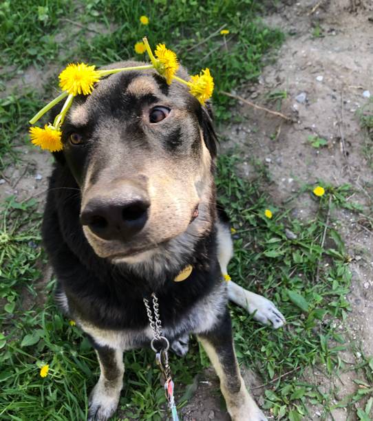 istock A dog wearing a crown 1331938826