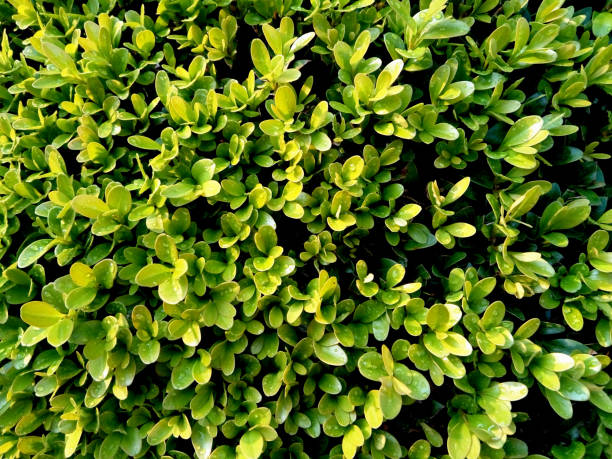 istock Buxus sempervirens plant in the garden 1331938880