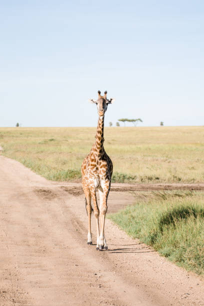 istock Giraffes in Tanzania 1331938959