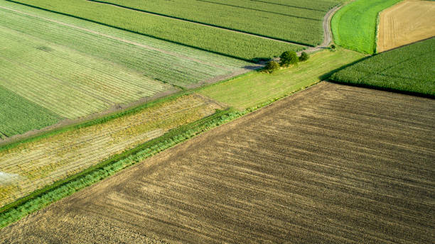 istock Aerial view of agricultural area - wheat and corn fields 1331939035