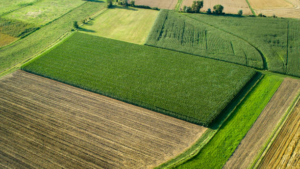 istock Aerial view of agricultural area - wheat and corn fields 1331939163