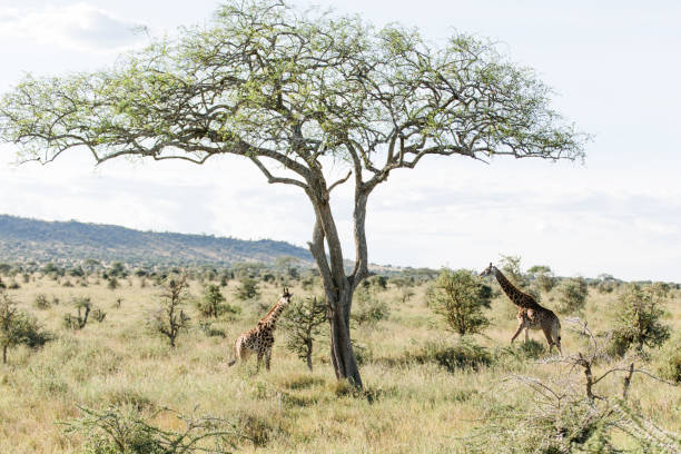 istock Giraffes in Tanzania 1331939219