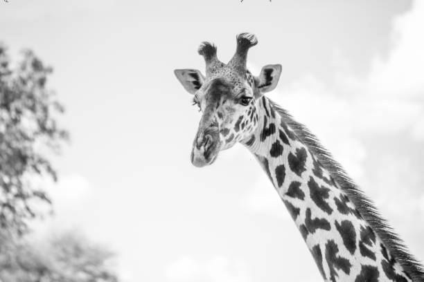 istock Giraffes in Tanzania 1331939441